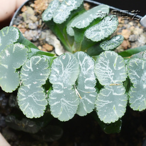 狮子舞玉扇 初月园艺 稀有经典铭品多肉植物万象十二x卷有一物一