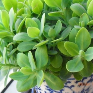 菜用田七种子三七穿心莲种保健特菜四季播种盆栽养心菜凉拌蔬菜籽