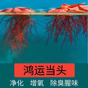 鱼缸水草水培植物浮萍造景装饰增氧室内养龟金鱼生态净化水质Y523