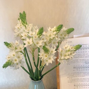 恒伯利亚之星天鹅绒鲜切花新鲜水养配花家用办公云南基地直发包邮