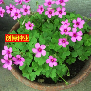 红花酢浆草种球四叶草盆栽幸运草阳台庭院花卉持续开花醡浆草种子