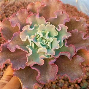 2022高沙之翁舞会红裙婚纱法国皇后包菜缀化多肉植物系列窗口防辐