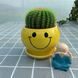 金冠仙人球桌面办公盆栽金虎菲花玉开花仙人掌防辐射多肉植物花卉