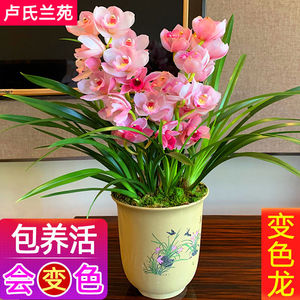 特价8苗 超香兰花【变色龙】宽叶浓香大花苞盆栽室内花卉绿植客厅