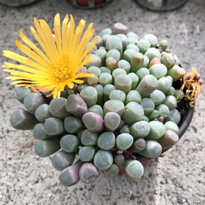 精品五十铃玉番杏科光玉多肉植物盆栽冰玉玉如意花卉盆景状态好