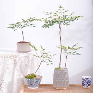 南天竹盆栽室内绿植花卉马醉木吊钟水培植物带根好养老桩树苗盆景