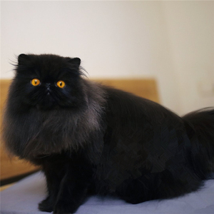 黑色长毛猫的品种图片