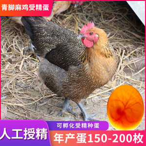 纯种红瑶鸡种蛋受精蛋可孵化大型土鸡种蛋青脚麻鸡蛋受精蛋可孵化