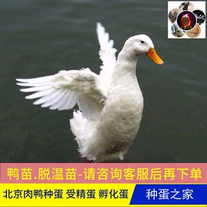 破损包赔纯种樱桃谷鸭种蛋受精蛋可孵化蛋宠物孵化小鸭苗10枚包邮