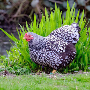 黑纹怀特宠物鸡怀恩多特鸡种蛋受精蛋观赏鸡可孵化种蛋满20枚包邮