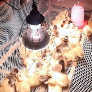 保温灯养殖取暖灯小鸡仔猪加热灯泡猪用畜牧防水防爆烤灯保暖灯泡