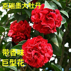 002人付款淘宝龙火珠茶花盆栽名贵早花品种大花型奇特稀有阳台庭院