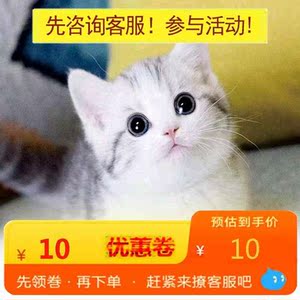 无偿领养纯种美短加白标虎斑矮脚活体宠物小茶杯猫咪蓝白猫送衣服