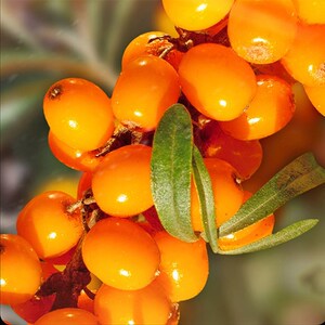 野果峰沙棘汁饮料果汁沙棘原汁山西特产右玉朔州大同整箱960ml6罐