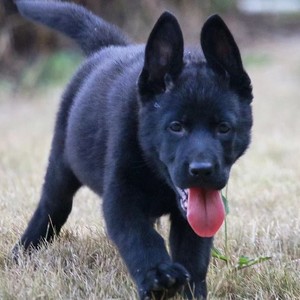 东德牧羊犬幼犬纯种黑色狼灰东德牧羊犬血统灰太极狼狗黑狼护卫犬