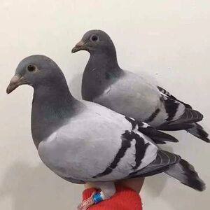 新落地王鸽子 特大型白羽王鸽子活一对肉鸽子活的观赏鸽肉高产种
