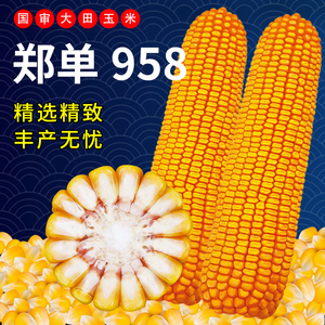 郑单958玉米种籽种子国审高产农业大田早熟大杂交饲料玉米种孑