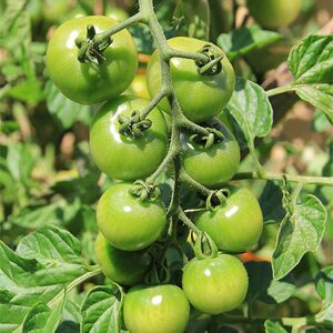 绿色绿贝贝小番茄种子苗秧绿宝石樱桃西红柿种籽春季圣女果苗孑子