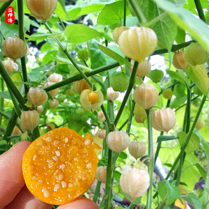 东北姑娘果灯笼果种子籽红/甜/大黄菇娘苗水果四季盆栽树苗果苗孑