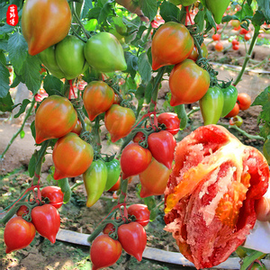 超甜芒果蜜番茄种子小水果西红柿种籽大圣女果沙瓤春季盆栽蔬菜孑