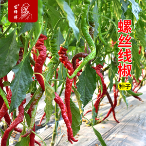 海迈S315/318螺丝线椒苗辣椒种籽早熟高产特长四季超辣蔬菜种子孑