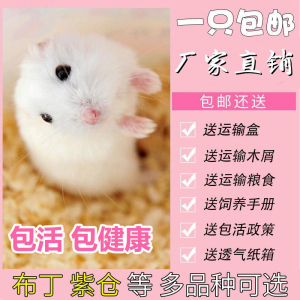 宠物松鼠活物