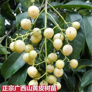 广西山黄皮树苗嫁接苗鸡皮果苗岭南佳果厨房大料叶子做调味料