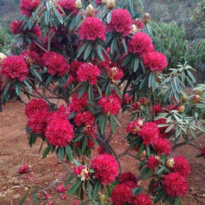 云南高山杜鹃大红花 马缨花小苗 映山红 产地直销 马缨杜鹃苗木