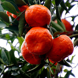 大红袍橘子万州古红桔重庆川桔子陈皮新鲜水果10斤5大果四川红橘