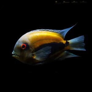 黑色鱼热带鱼黑云鱼南美慈鲷中大型鱼黑色鱼镇缸鱼