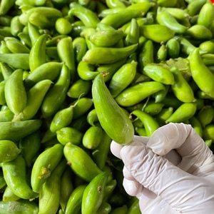 发顺丰云南特有蔬菜洋辣子小雀瓜新鲜辣子瓜小金瓜500克