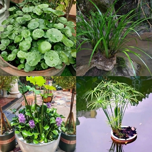 铜钱草盆栽水葫芦浮萍水生植物旱伞草石菖蒲净化鱼缸鱼池水草水养