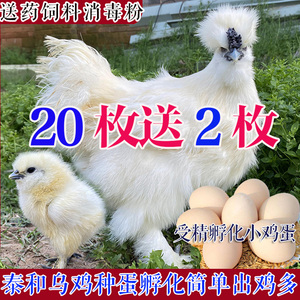 正宗泰和乌鸡受精孵化种蛋江西白凤乌骨鸡受精卵抱窝白乌鸡小鸡苗