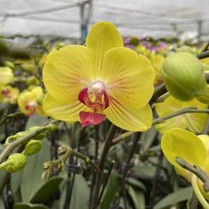 金公主蝴蝶兰3.5寸杯 年宵花礼品乔迁组盆精品带花发货蝴蝶兰花卉