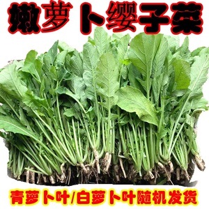 萝卜缨子菜新鲜萝卜叶子嫩萝卜苗菜 白萝卜叶子青萝卜叶