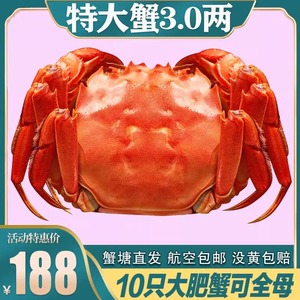 活蟹大闸蟹鲜活现货10只特大公母河蟹海鲜水产鲜活江苏红膏大螃蟹