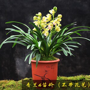 860人付款淘宝高端兰花【金太子】矮种建兰浓香室内盆栽四季花卉绿植