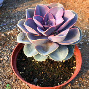 紫珍珠多肉植物红心莲紫色系超大老桩室j内防辐射萌肉绿植盆栽包