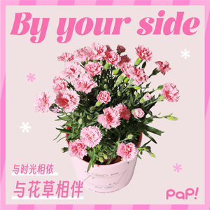 PAP与花相伴康乃馨盆栽女生闺蜜生日礼物花卉植物礼盒室内阳台