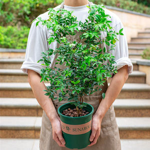 【嘉宝果树大果】嘉宝果树大果品牌,价格 - 阿里巴巴