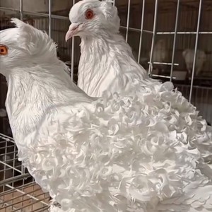 【芙蓉鸽】观赏鸽芙蓉鸽子种蛋纯种毛腿马甲芙蓉鸽受精蛋一对包邮