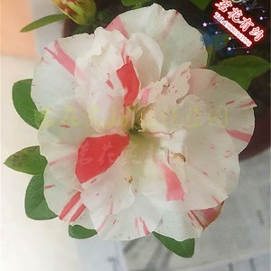 欣诺阁淘宝福建五宝杜鹃青锦旗 一树多色 西洋杜鹃