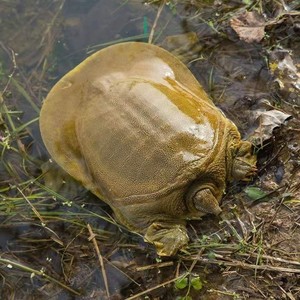 外塘母甲鱼中华鱼老鳖水鱼脚鱼团鱼鲜活水产生态放养下蛋养殖专用