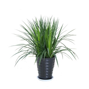 黑珍珠龙须树龙铁树单头龙血树盆栽大型绿植绿植盆景净化空气