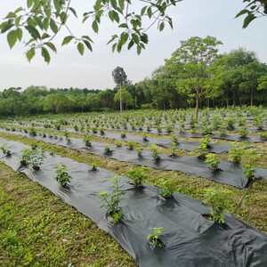 防草布除草地膜除草布抗老化果园果树遮草盖草布农用园艺地布耐用