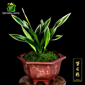 兰花苗墨兰望月冠不带花苞浓香型四季好养室内花卉绿植物盆栽盆景