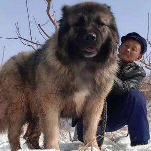 纯种巨型高加索幼犬活体俄罗斯熊版高加索幼犬熊版高加索犬狗狗