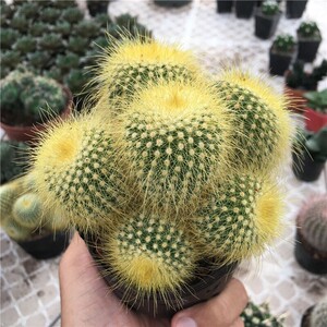 金丝猴多头群生仙人球 防辐射盆栽绿植 多肉植物