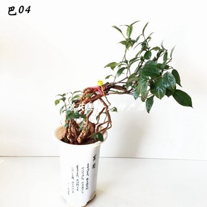 盆栽紫巴戟盆景枸杞老桩小苗 檀种叶名贵木材檀v香树苗花卉绿植