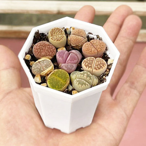 双头盆生石花满大l屁股石头花母本植物四季番杏组合大爆多肉秋季